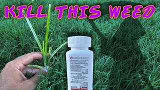 How To KILL Yellow Nutsedge With UPDATES and RESULTS  Sedgehammer Herbicide [upl. by Qahsi]