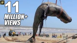 Worlds Biggest Blue Whale Fish At Juhu Beach Mumbai [upl. by Ellehcar616]