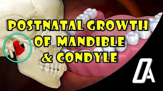 Postnatal Growth of Mandible and Condyle  Growth and Development  Orthodontic Atheneum [upl. by Iemaj]