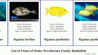 List of Fishes of Order Perciformes Family Rabbitfish siganus punctatus sutor lineatus argenteus [upl. by Eimmat]