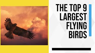 The Top 9 Largest Flying Birds in theWorld Twelve Foot Wingspan [upl. by Harbison]