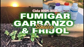 FUMIGAR GARBANZO Y FRIJOL PARA LA PLAGA agricultura sinaloa [upl. by Yelyak651]