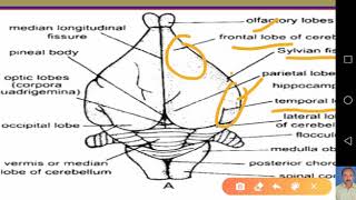 Rabbit Nervous System  Structure and functions of Brain [upl. by Terpstra]