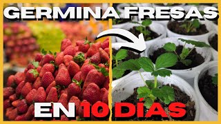 🍓 Como GERMINAR Semillas de FRESA FACIL y RAPIDO 🥇 [upl. by Levina]