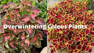 Simple Way To Overwinter Your Coleus [upl. by Nywled190]