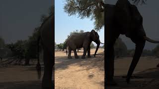 African elephant searches for food on ground [upl. by Ohaus]