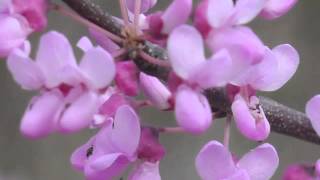 Plant portrait  Redbud Cercis canadensis [upl. by Ecyle]