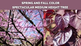 Black Pearl™ Eastern Redbud Tree  Cercis canadensis  Deciduous [upl. by Nirro]