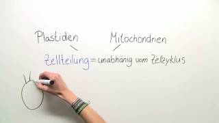 ENDOSYMBIONTENTHEORIE  ENTSTEHUNG DER CHLOROPLASTEN UND MITOCHONDRIEN  Biologie [upl. by Sherye1]