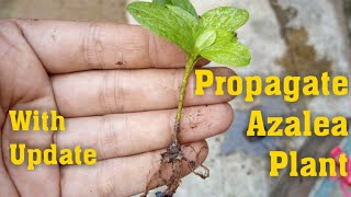 How to Propagate Azalea Plant from Cutting  Grow Azalea Plant with Update [upl. by Enilav]