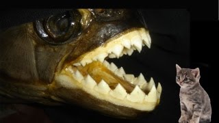 WORLDS BIGGEST PIRANHA [upl. by Aziza813]