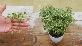 Simple method to grow Aralia plant  How to grow Aralia plant from cuttings [upl. by Landel]