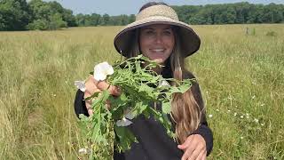 Natures Medicinal Treasure Harvesting Bindweed and Its Amazing Benefits [upl. by Mic]