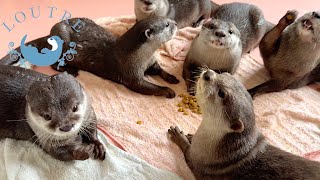 Otters Reaction When Their Older Brother Comes Home From Kindergarten [upl. by Anyd934]