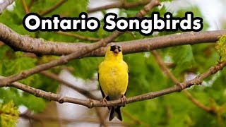 Common Ontario Backyard Songbirds  Bird Calls Songs and Sounds and Chirps  Bird Video Collection [upl. by Gujral821]