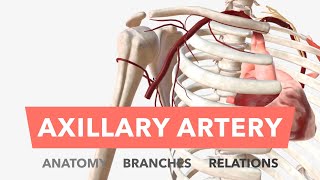 Axillary Artery  Anatomy Branches amp Relations [upl. by Ahcmis175]