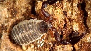 Handacrobatic abilities of a Pseudoscorpion from Western Siberia [upl. by Nodlehs10]