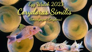 Egg Watch 2023  Corydoras Similis  Pt 5😱😒🙃 [upl. by Ahsiekahs]