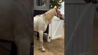 horse help animals lovehorse horselover animalrescue [upl. by Stretch]