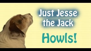 Jesse the Jack Russell Howls A Just Jesse Moment [upl. by Noletta]