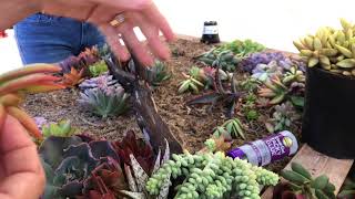 How to Create a Beautiful Succulent Wall Hanging [upl. by Reuben645]