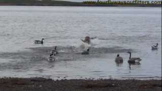 2012 Black Brant Hunting in Alaska [upl. by Eillat]