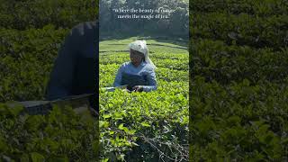 Tea estate on the way to Aanakulam 💚💚💚 tuskertours sreesvideography naturelover teaestates [upl. by Ahsiener881]