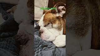 Snoring bulldogge youtubepets best friend tired oldenglish oeb [upl. by Amlez96]