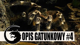 OPIS GATUNKOWY 4 Ptasznik białokolanowy czyli pocziwa Acanthoscurria geniculata [upl. by Helmut]