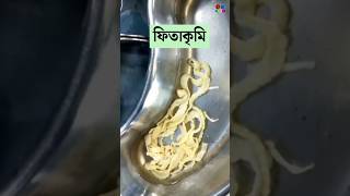 ফিতাকৃমি  Tapeworm  Cestodes Microbiology  Dr Med [upl. by Ecnar530]