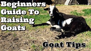 Beginners Guide To Raising Goats  Goat Tips  Goat Video [upl. by Amrita]