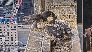 367 Collins St Falcons Chicks quotBranchquot to Ledge SelfFeed and Work on Defluffing 🐥🐥🐥 2024 Nov 7 [upl. by Odrareg]