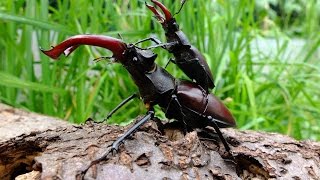 Lucanus cervus cervus  Piggyback  Huckepack [upl. by Reifel262]