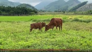 Cows are grazing and killers are hunting on the green steppe [upl. by Itak]