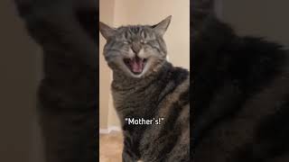 Penny the Talking cat Happy Mothers Day to all mothers 👩 [upl. by Libby690]