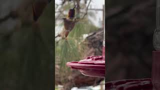 Discovering Unbelievable Sounds from Hummingbirds [upl. by Ilise958]