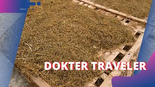 FAKTA Daun Talas Bisa Menyebabkan Batu Ginjal  DOKTER TRAVELER 5524 P1 [upl. by Lyckman]