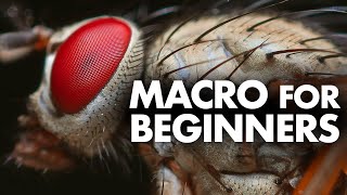 Macro Photography for Beginners – Complete Tutorial [upl. by Onaivlis]