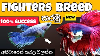 බෙටා මාළු අභිජනනය කරන්න නියම ක්‍රමය how to breed fighter fish [upl. by Ellatsirhc]