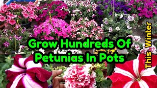 How To Grow Petunia From Seeds In Pots  With Updates And Care Tips  Best Winter Flower [upl. by Adey415]