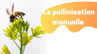 La pollinisation manuelle des COURGETTES COURGES POTIRONS [upl. by Zellner]