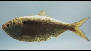 Help Save Menhaden Quite Possibly the Most Important Fish in the Sea  Pew [upl. by Esinet947]