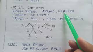 Ruta in pharmacognosy  Ruta Flavonoids  Rutin  Acridone alkaloids  uses of Ruta pharmacognosy [upl. by Intruok952]