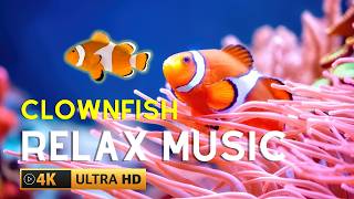 🟣4k Aquarium • Beautiful TROPICAL CLOWNFISH amp SEA ANEMONE • Relaxing Music [upl. by Valerlan]