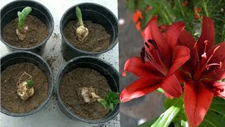 Best way to Grow Lilium Bulbs [upl. by Mcquillin192]