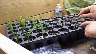 How to Grow Daylily Seeds ❀ PART 4 ❀ Planting Seedlings in Pots [upl. by Gabie]