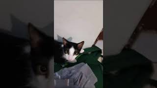 Vídeo aleatório do gato mendigo [upl. by Nrehtak]