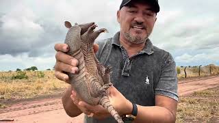 CHARLLES E TIRINGA MOSTRANDO A ROTINA DA FAZENDA DO PIAUÍ PARTE 5  COMÉDIA SELVAGEM [upl. by Sirtemed]