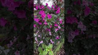 Encore Azaleas in blooms [upl. by Heffron]