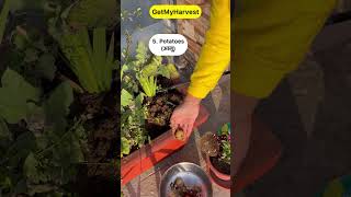 9 Vegetables that grow easily in pots Ab Gamle mein kheti karo maze se shorts [upl. by Emia361]